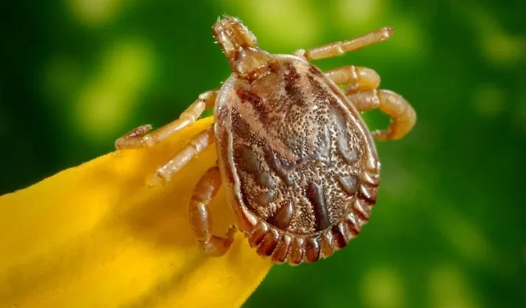 Quando o carrapato-estrela, que transmite a febre maculosa, é mais perigoso?