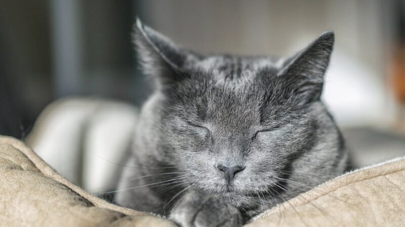 Como devo cuidar do meu gato que está envelhecendo.