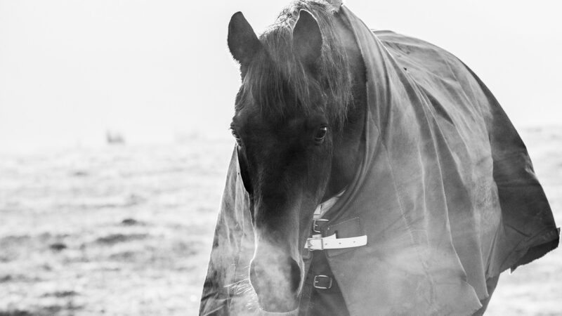 Cavalo sente frio? Saiba como descobrir.