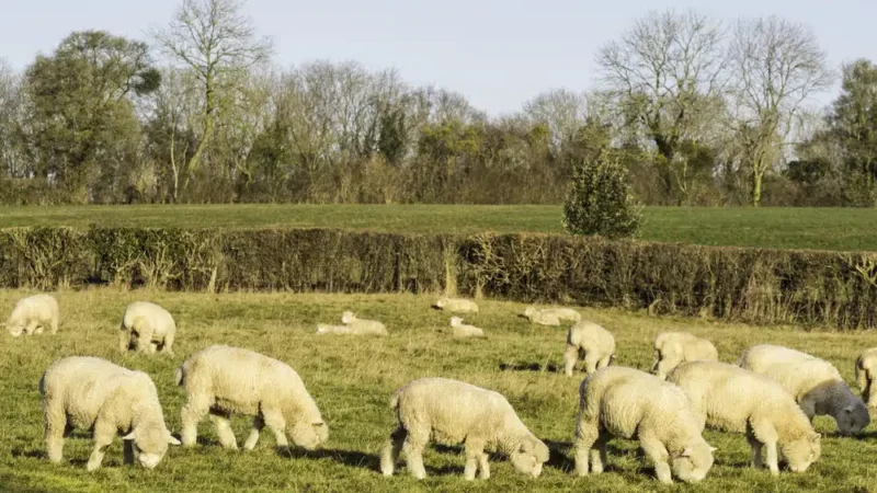Poll Dorset: a raça de ovinos com “a melhor carne do mundo”.