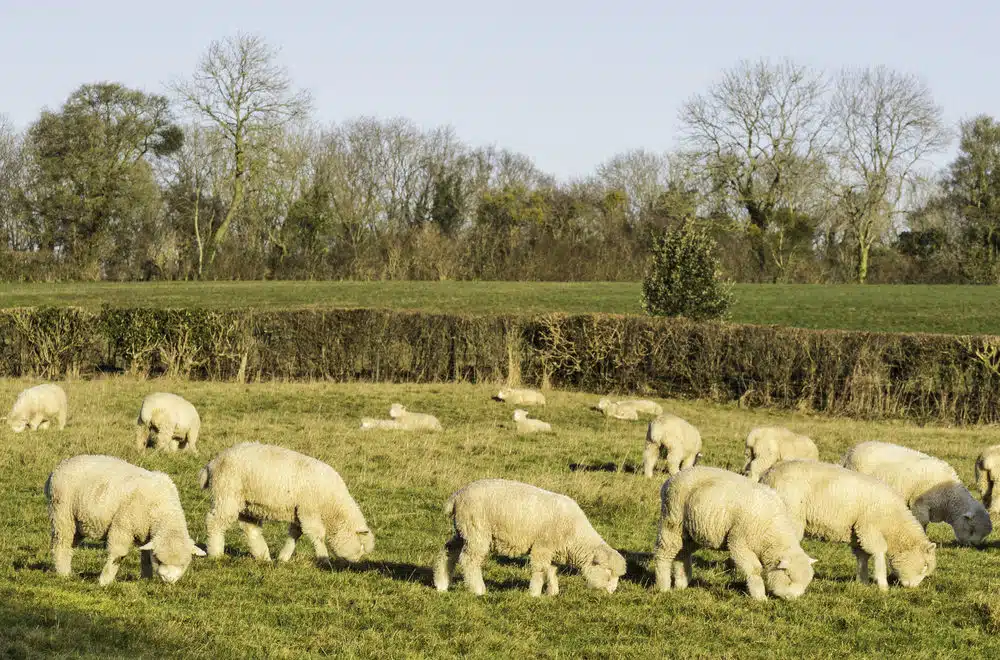 Poll Dorset: a raça de ovinos com “a melhor carne do mundo”.