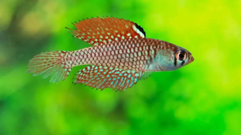 Um respiro para os ameaçados peixes-das-nuvens do rio Xingu.