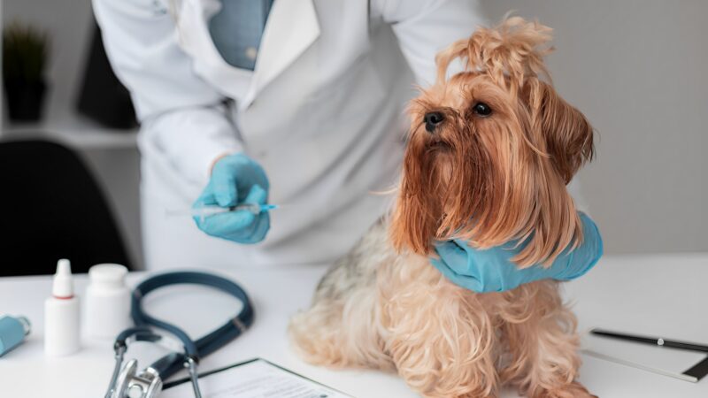 Negociações estratégicas impactam o futuro do mercado veterinário.
