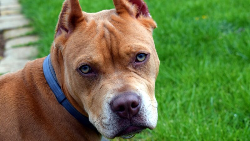 CIRURGIA ESTÉTICA EM ANIMAIS é CRIME.