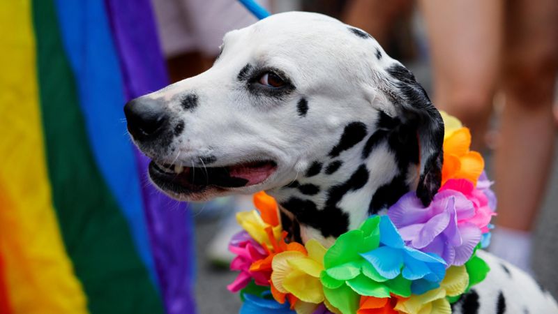 Os sinais que indicam que seu cachorro pode sofrer de ansiedade.