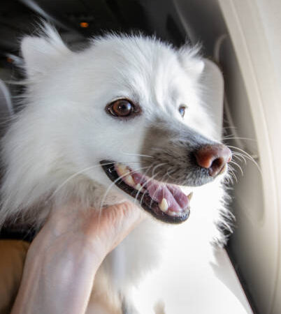 Animais com Ansiedade PODEM VIAJAR NA CABINE?