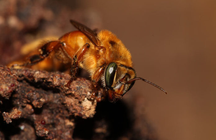 O amplo comércio de colmeias de abelhas sem ferrão pode introduzi-las em lugares novos e ameaçar espécies.