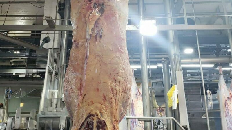 ExpoGenética: Resultados do Programa ‘Zebu: Carne de Qualidade’ serão apresentados no dia 22.