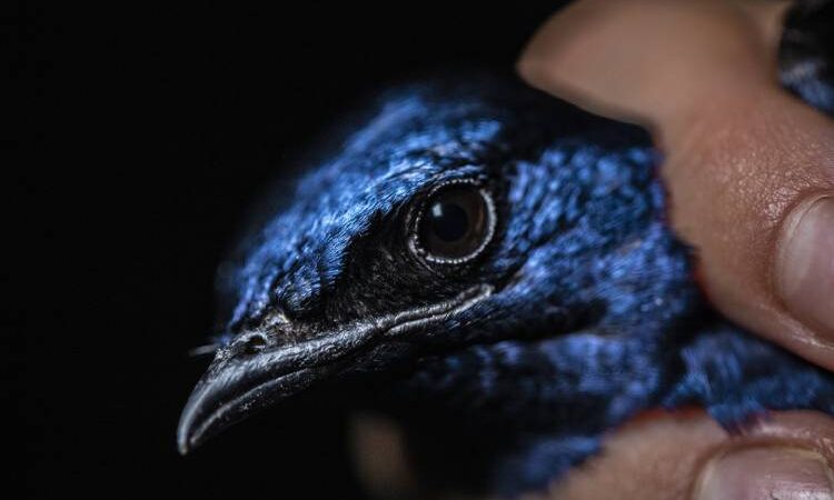 Contaminação por mercúrio de andorinhas azuis acende alerta para a saúde humana na Amazônia, aponta estudo do Butantan.