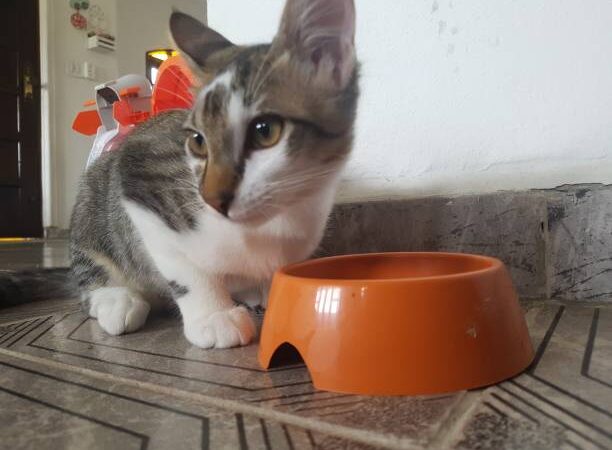 Para refletir antes de alimentar seu novo gato.