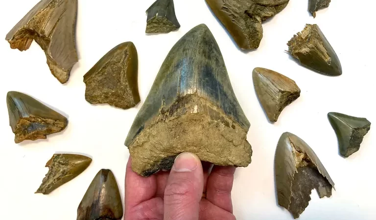 Tubarão gigante: o que fez do megalodonte um predador tão terrível?