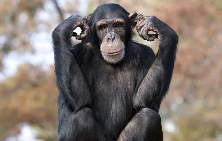 Como é medida a inteligência animal.