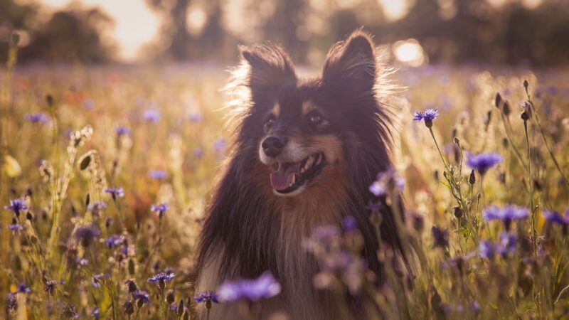 Primavera marca fase de transição com troca de pelagem dos pets, o que pode causar doenças dermatológicas.