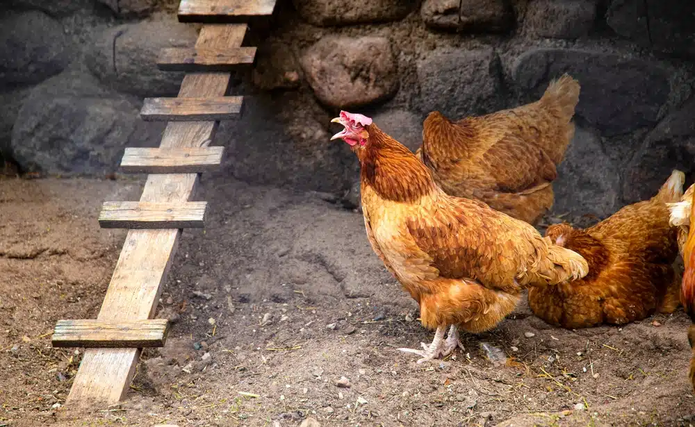 Saiba tudo sobre pulorose aviária: sintomas, diagnóstico e prevenção.