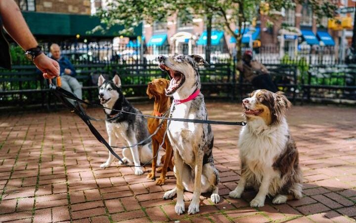 Avanço e modernidade dos diagnósticos para pets podem prolongar a vida do animal e aliviar as preocupações dos tutores.