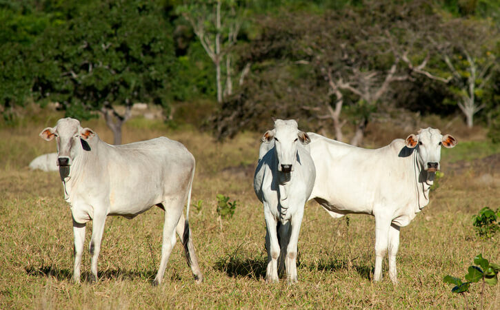 Resolvendo os problemas da desmama do bovino de corte.