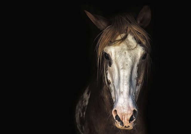JANELA DA ALMA!👁️🐎