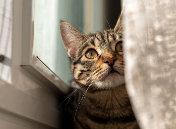 Sinais Que Seu Gato Está de Luto e Como Você Pode Ajudar.