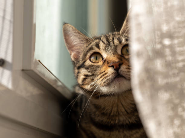 Sinais Que Seu Gato Está de Luto e Como Você Pode Ajudar.