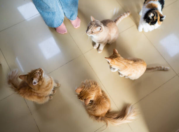 ANIMAIS COMUNITÁRIOS EM CONDOMÍNIO. Conflito foi resolvido por MEDIAÇÃO.