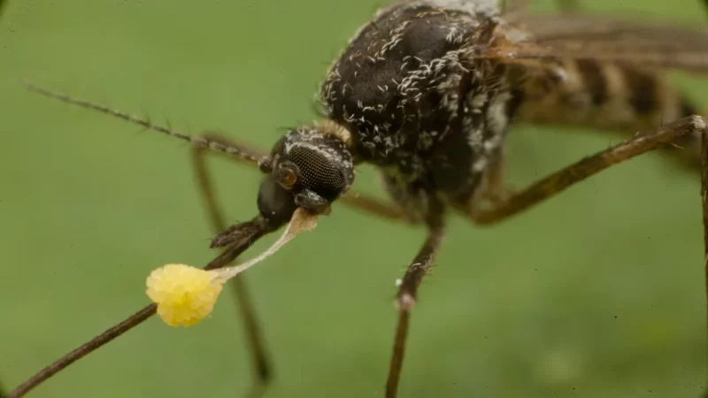 Por que os mosquitos picam algumas pessoas e outras não.