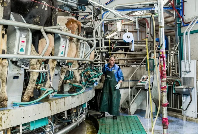 Por que os humanos começaram a beber leite de vaca? A resposta ainda é um mistério.