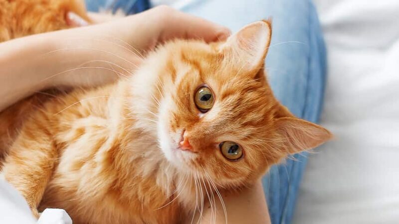 Por que um Gato Adotado Pode Ser Devolvido ao Abrigo.