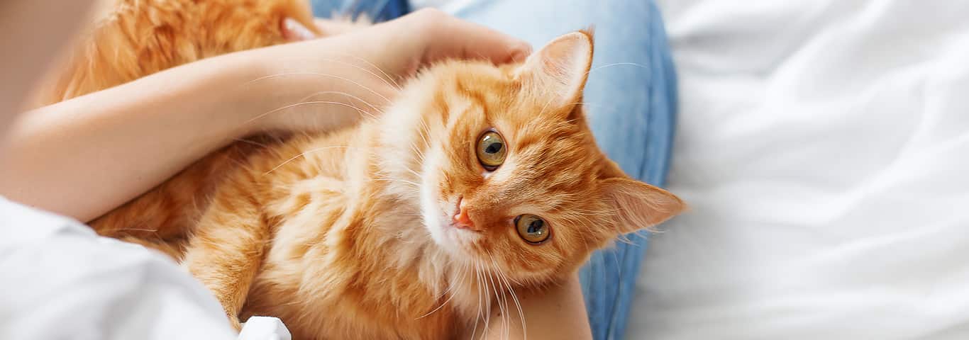 Por que um Gato Adotado Pode Ser Devolvido ao Abrigo.
