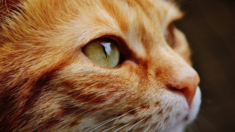 Luto Pet – A Dor da Ferida.