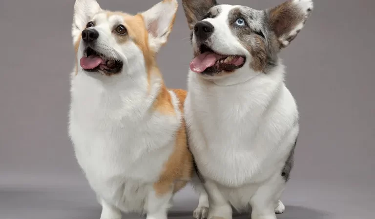 Os animais de estimação realmente deixam as pessoas mais felizes e saudáveis?