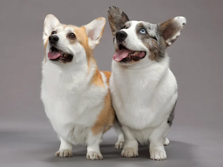 Os animais de estimação realmente deixam as pessoas mais felizes e saudáveis?