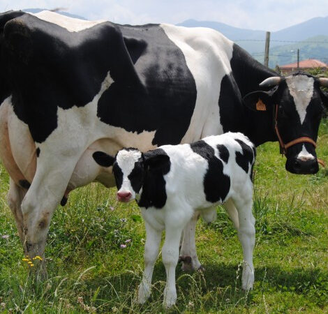 Suplementação mineral deficiente causa transtornos reprodutivos em vacas.