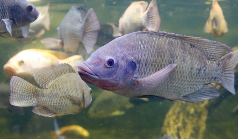 Alltech mira no mercado brasileiro de R$ 2,9 bi em ração para peixes.