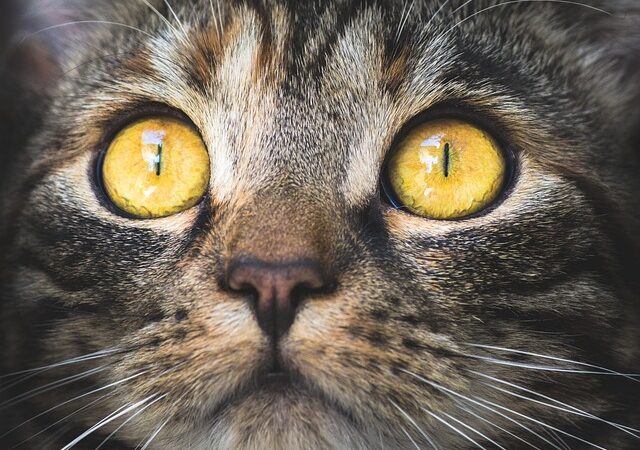 “Eu dou aula para veterinários mas nunca nem entrei em uma clinica e odeio gato!”