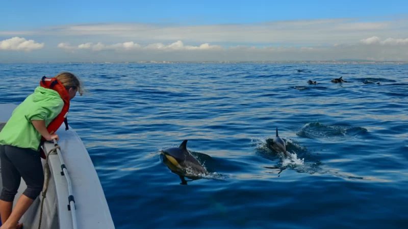 Novo programa global incentiva o turismo responsável com animais selvagens.