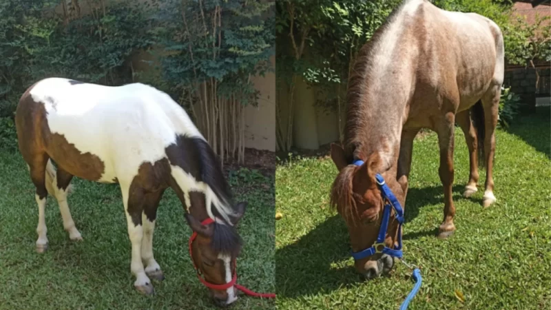 PÔNEIS E MINI-HORSES CONTRIBUEM COM TERAPIA DE CRIANÇAS COM CÂNCER EM HOSPITAL DE SÃO PAULO.