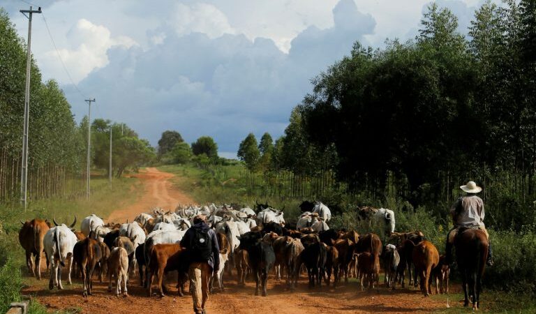 Minerva vê América do Sul com 50% da exportação global de carne bovina em 5 anos.