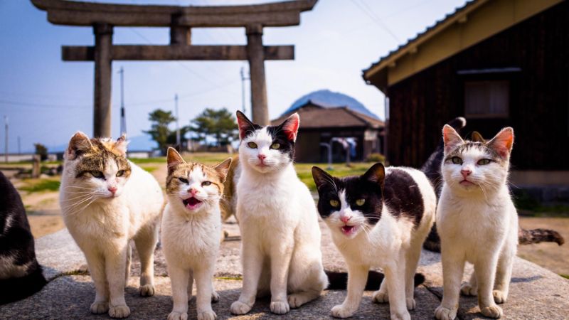 ‘Nekonomics’: o poder dos gatos na economia japonesa.
