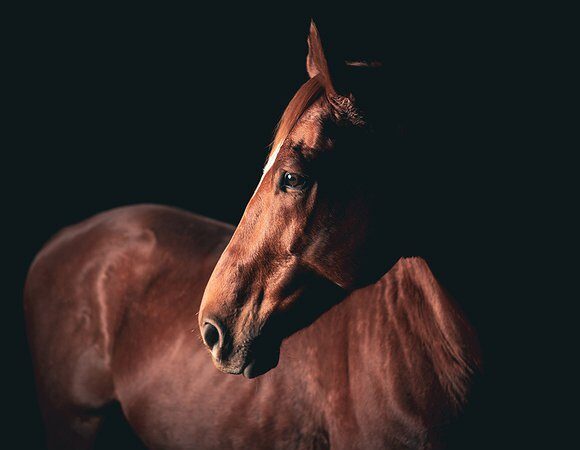Preciso vermifugar meus cavalos de quanto em quanto tempo?