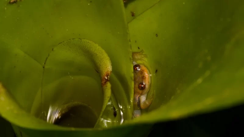 A vida secreta de uma rãzinha cujo lar são as bromélias.