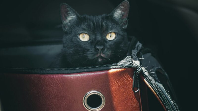 Especialista destaca benefícios de suplementos para tranquilizar gatos durante viagens.