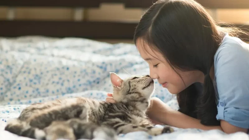 Como acalmar seu gato? O guia essencial.