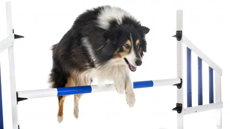 Agility.