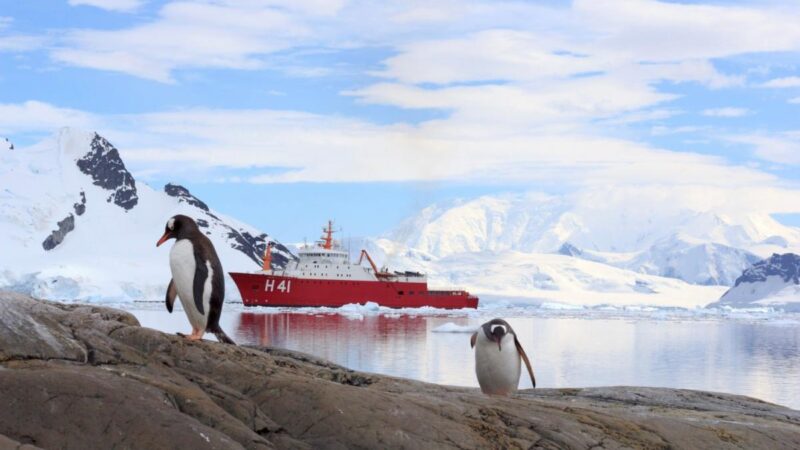 Animais da Antártica.