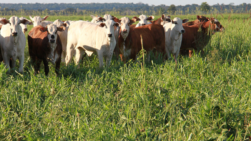 Área com sistemas lavoura-pecuária em Mato Grosso ultrapassa 2,6 milhões de hectares.