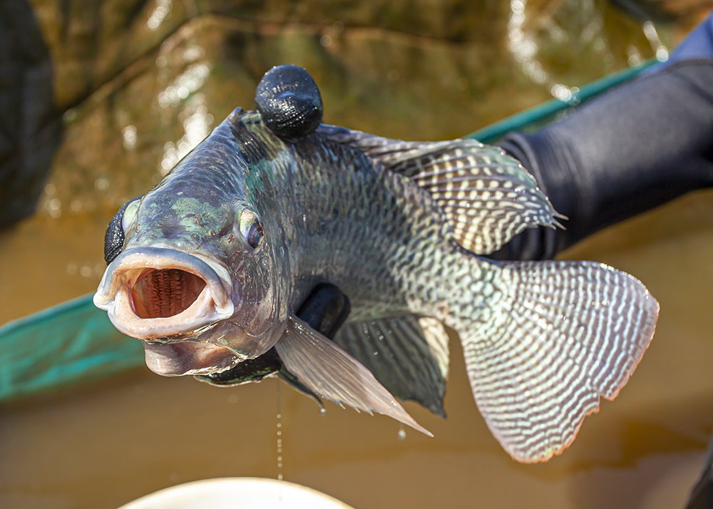 Tocantins é capaz de criar tilápias até dois meses mais rápido que os principais estados produtores.