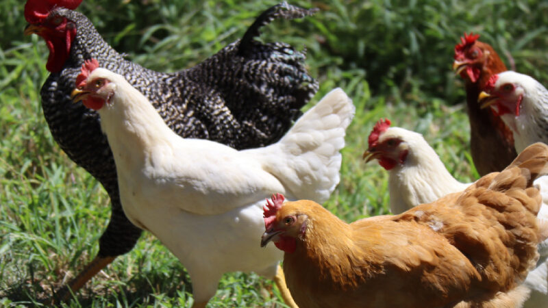 Entenda as diferenças entre os sistemas cage free, free range e orgânico.