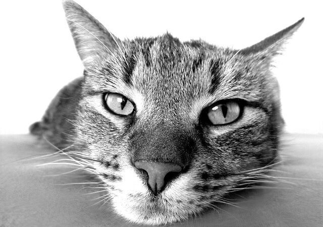 Gatos têm 276 expressões faciais diferentes, revela estudo.