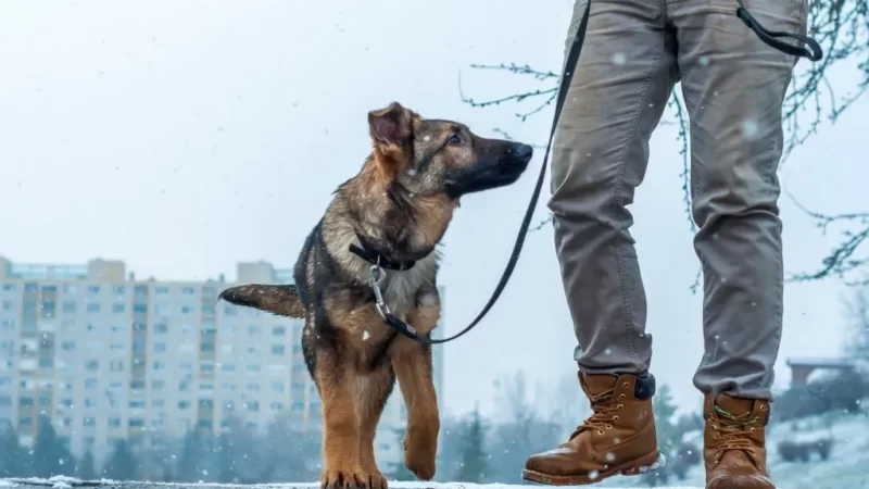 Os benefícios de passear com um cão – Um guia para guiar o caminho.