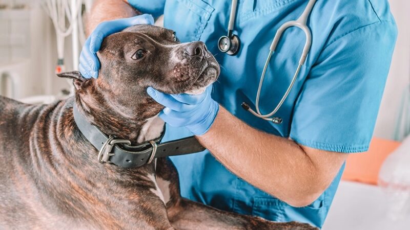 POR QUE O VETERINÁRIO SOLICITA EXAMES PARA UM ANIMAL?